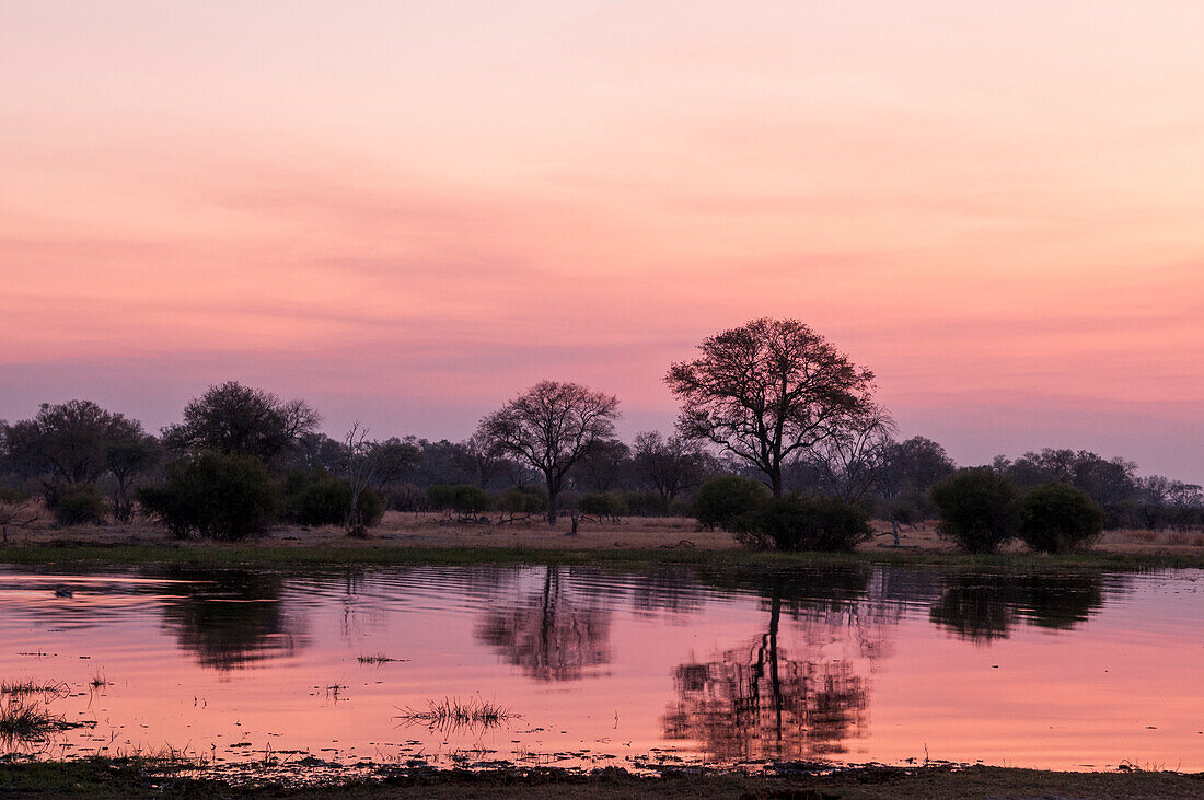 Ein malerischer rosa Sonnenuntergang über dem Khwai-Fluss. Khwai-Fluss, Okavango-Delta, Botsuana.