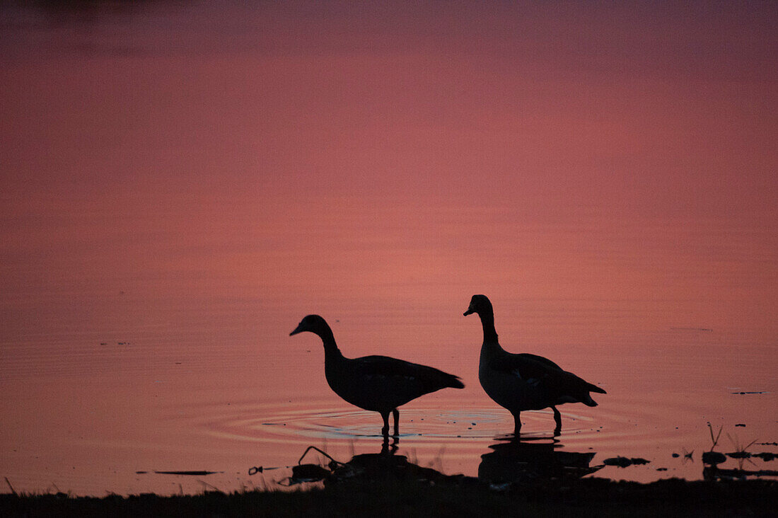 Two silhouetted Egyptian geese, Alopochen aegyptiaca, on a river shore at sunset. Khwai River, Okavango Delta, Botswana.