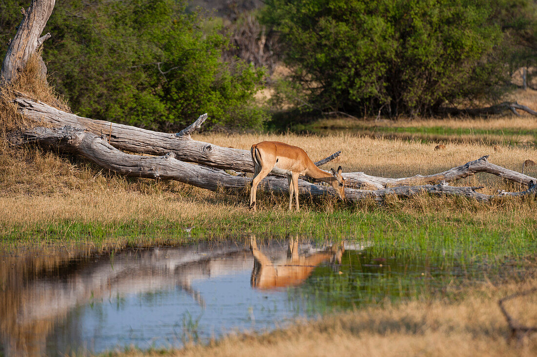 Ein Impala, Aepyceros melampus, beim Trinken. Okavango-Delta, Botsuana.
