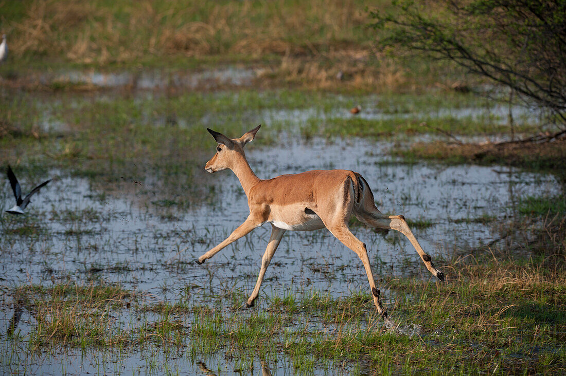 An impala, Aepyceros melampus, running. Okavango Delta, Botswana.