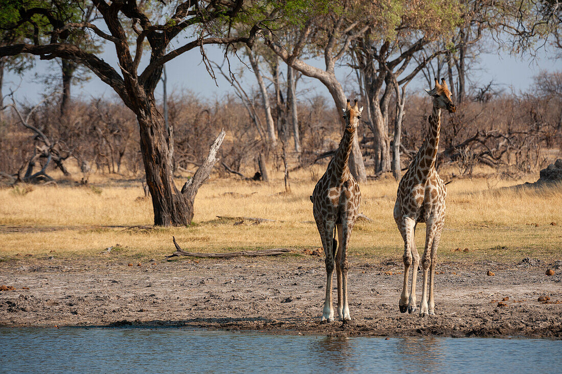 Two giraffes, Giraffe camelopardalis, at a waterhole. Okavango Delta, Botswana.