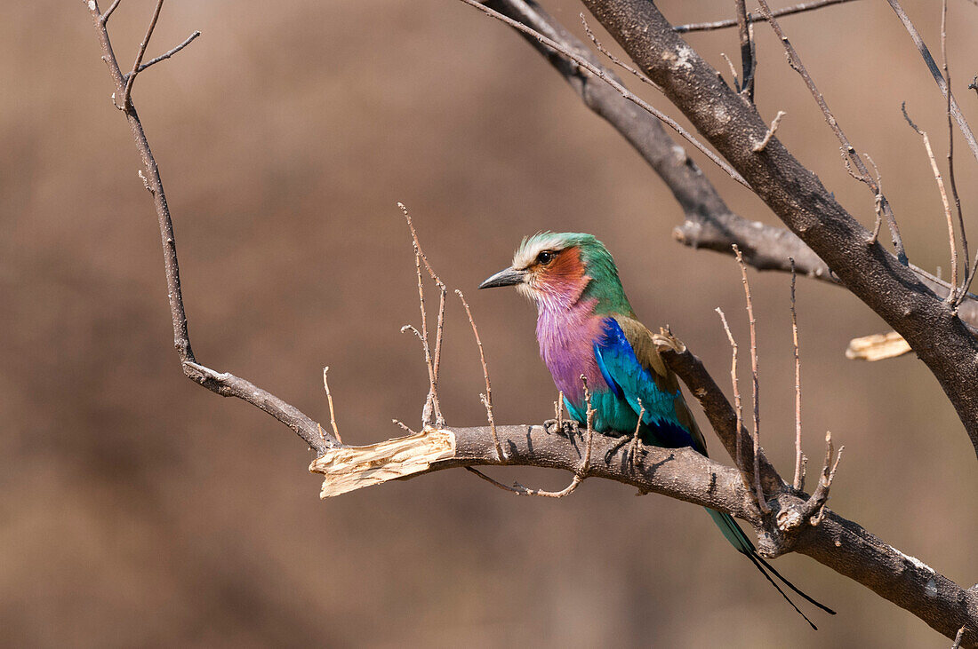 Eine Fliederbrustwalze, Caracias caudatus, sitzt auf einem Baumast. Okavango-Delta, Botsuana.