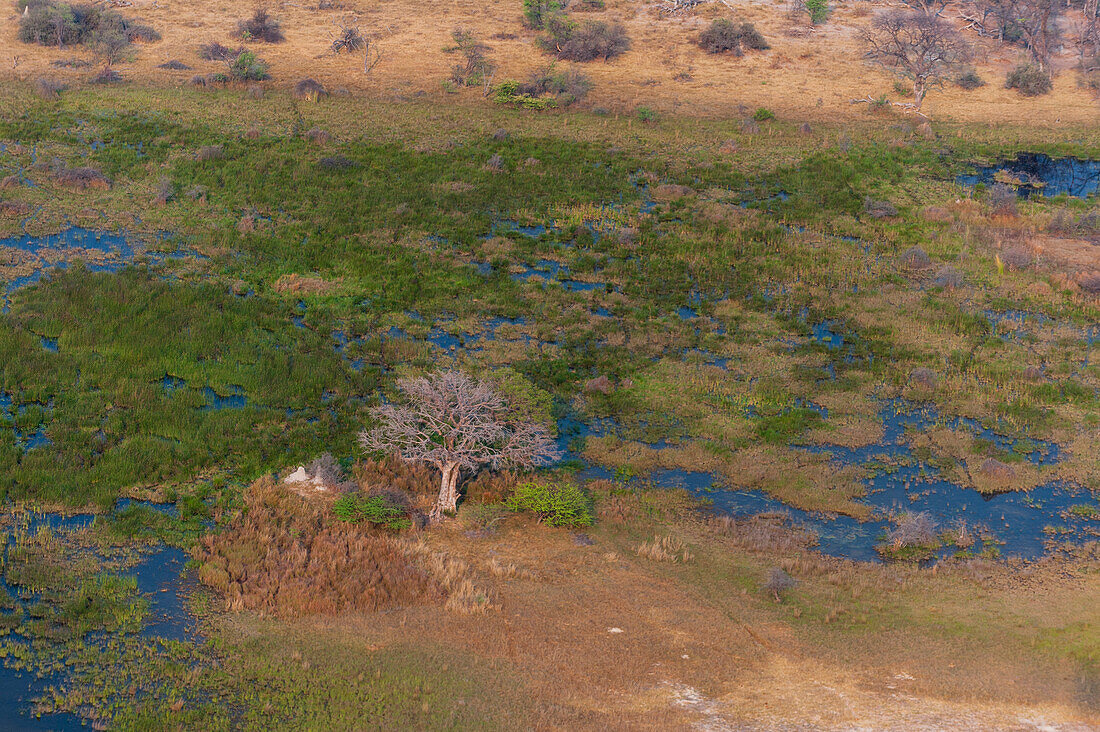 An aerial view of the Okavango Delta. Okavango Delta, Botswana.