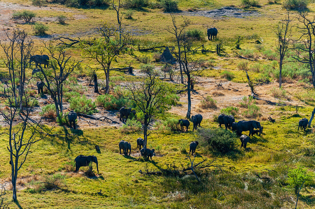 An aerial view of a herd of African elephants, Loxodonda africana. Okavango Delta, Botswana.