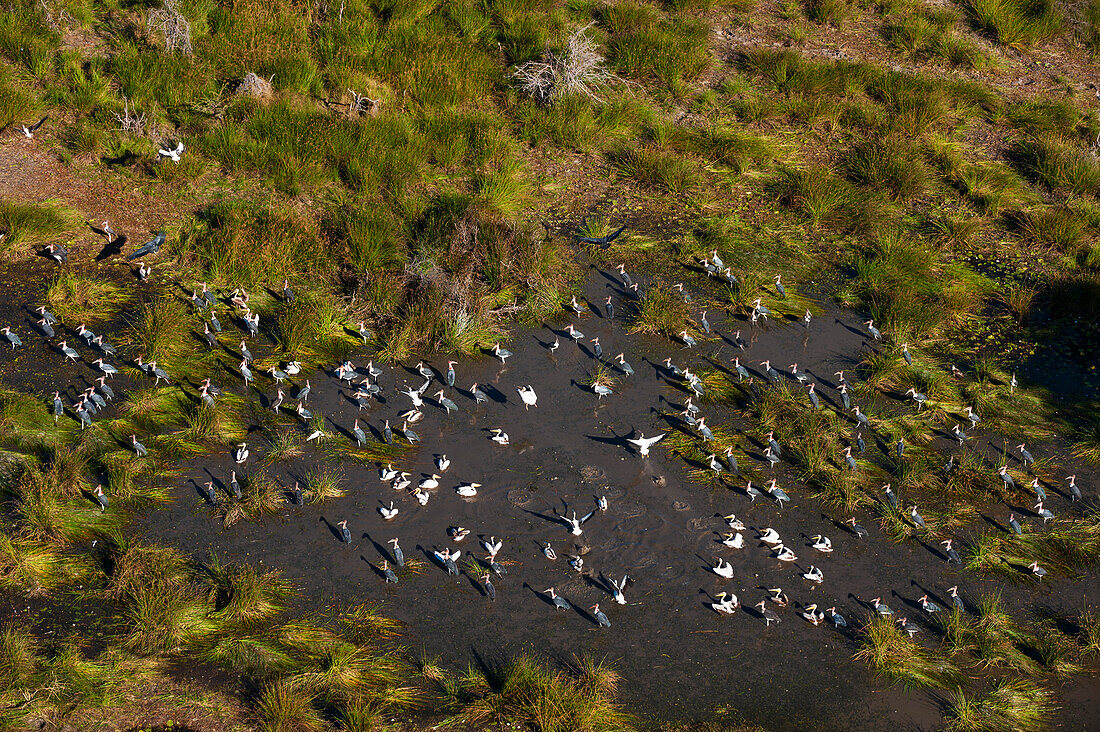 Luftaufnahme von Schwärmen großer weißer Pelikane, Pelecanus onocrotalus, und Marabu-Störche, Leptoptilos crumeniferus. Okavango-Delta, Botsuana.