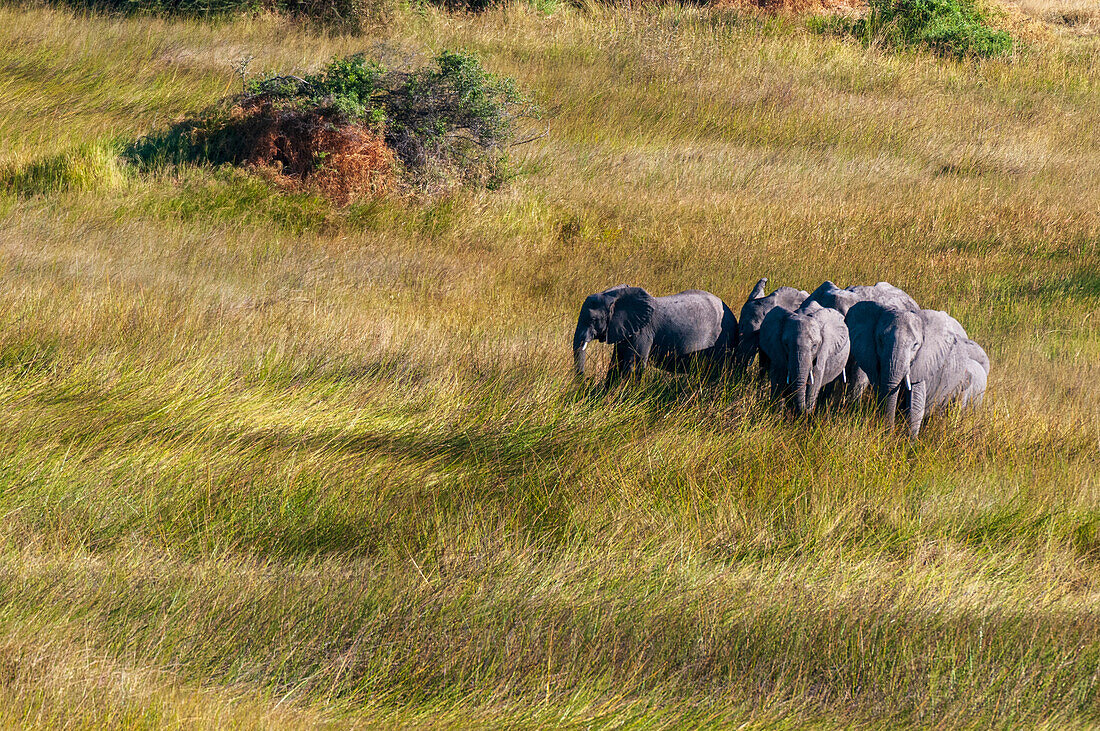 Luftaufnahme einer Herde afrikanischer Elefanten, Loxodonda africana, die im hohen Gras laufen. Okavango-Delta, Botsuana.