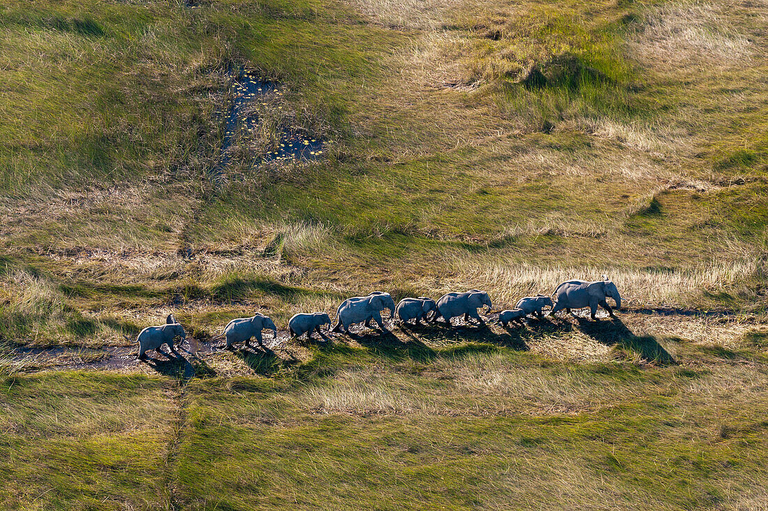 Luftaufnahme einer Herde afrikanischer Elefanten, Loxodonda africana, die einer Spur im hohen Gras folgen. Okavango-Delta, Botsuana.