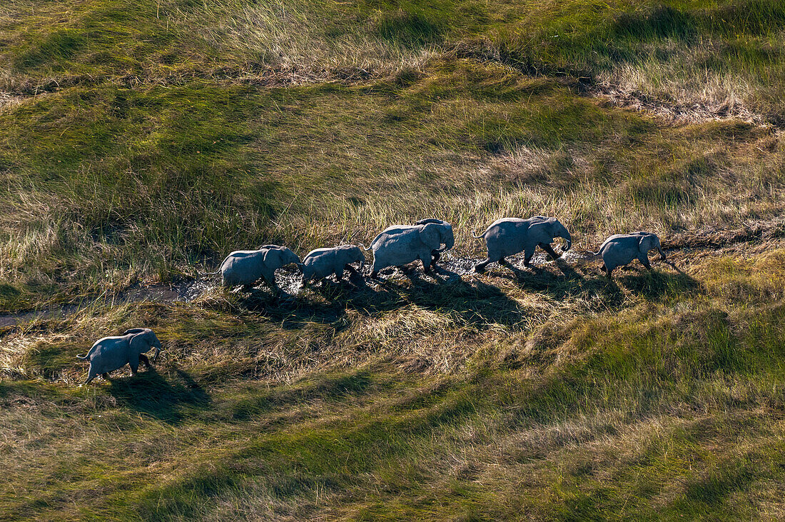 Luftaufnahme einer Herde afrikanischer Elefanten, Loxodonda africana, die einer Spur im hohen Gras folgen. Okavango-Delta, Botsuana.