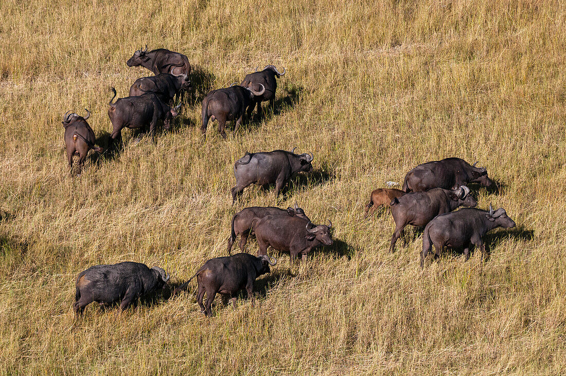 Aerial view of a herd of African buffalo, Syncerus caffer. Okavango Delta, Botswana.