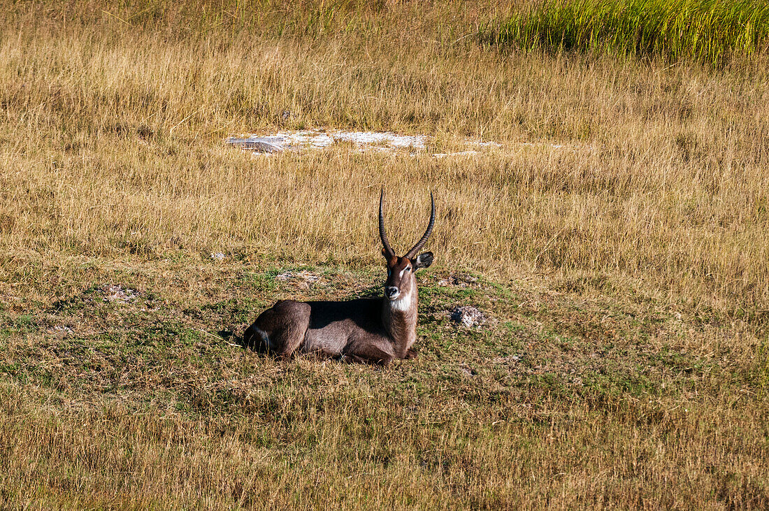 A male waterbuck, Kobus ellipsiprymnus, resting. Okavango Delta, Botswana.