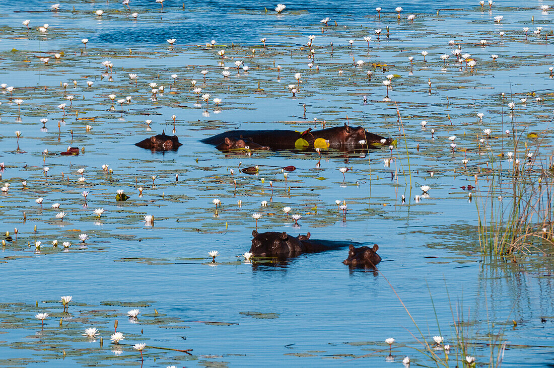 An aerial view of hippopotamuses, Hippopotamus amphibius, in water. Okavango Delta, Botswana.