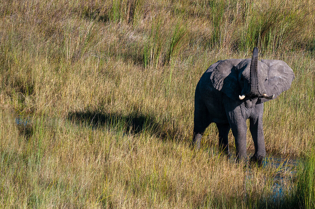 Luftaufnahme eines afrikanischen Elefanten, Loxodonta africana, der im hohen Gras läuft. Okavango-Delta, Botsuana.