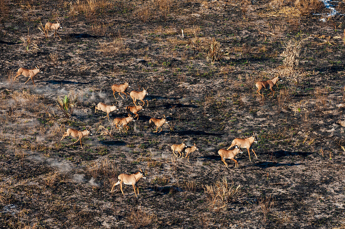 Luftaufnahme einer Herde von Pferdeantilopen, Hippotragus equinus, beim Laufen. Okavango-Delta, Botsuana.