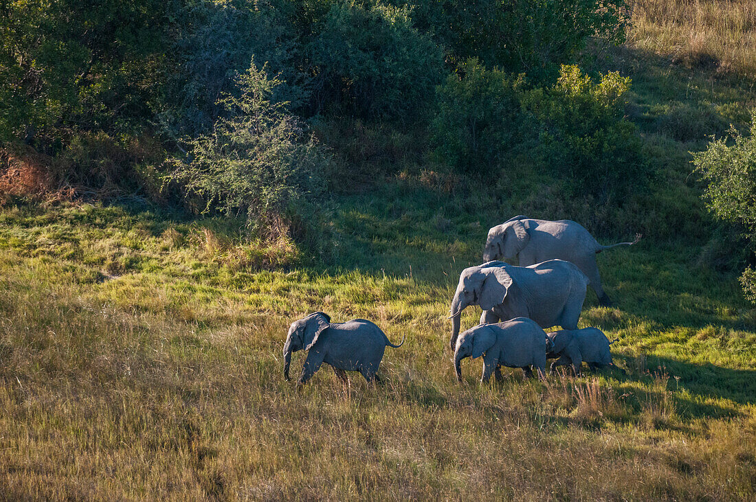 Luftaufnahme einer Herde Afrikanischer Elefanten, Loxodonda africana, und ihrer Kälber beim Wandern. Okavango-Delta, Botsuana.