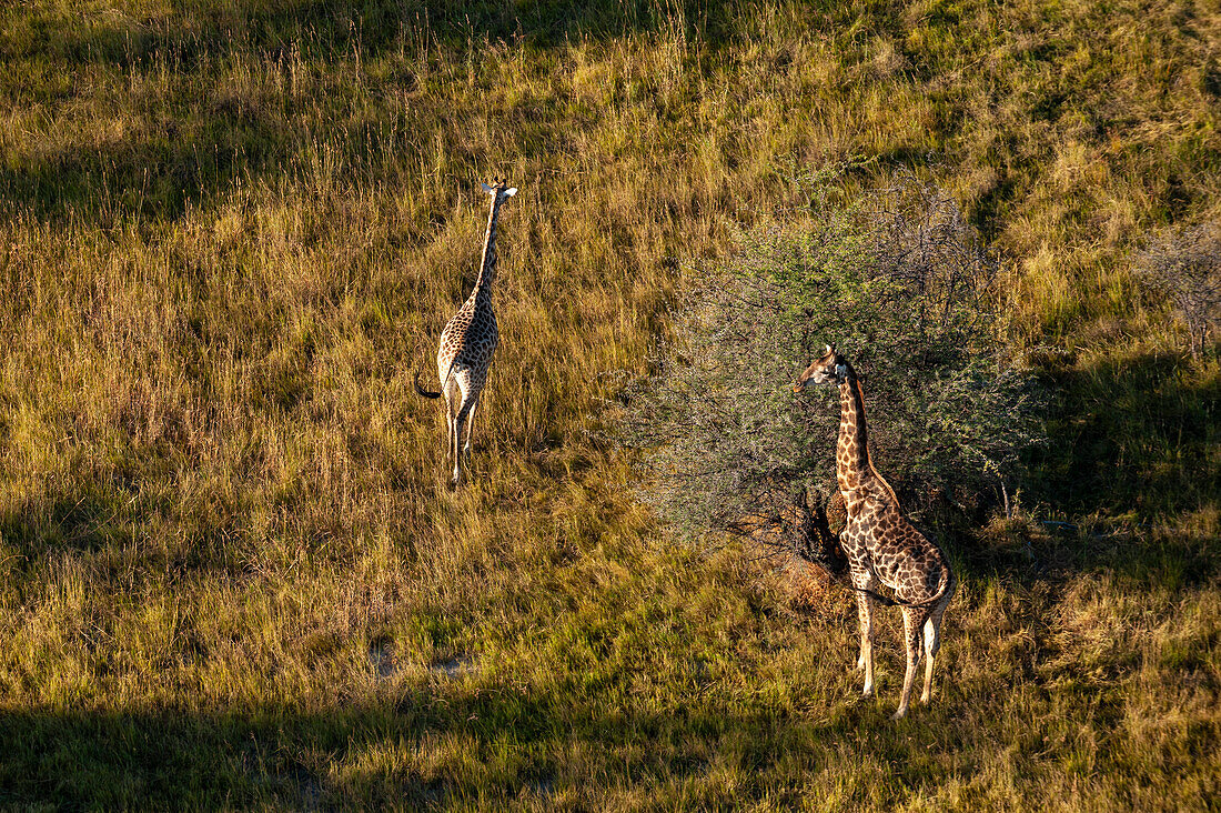 Aerial view of a pair of southern giraffes, Giraffa camelopardalis. Okavango Delta, Botswana.