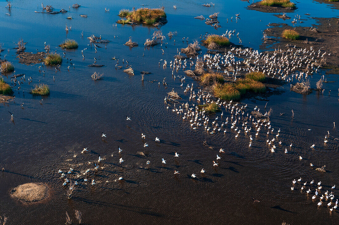 Luftaufnahme einer Schar weißer Pelikane, Pelecanus onocrotalus, in den Gewässern des Okavango-Deltas. Okavango-Delta, Botsuana.