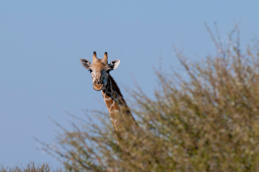 Porträt einer südlichen Giraffe, Giraffa camelopardalis, die über einen Baum hinweg in die Kamera schaut. Zentral Kalahari Wildreservat, Botsuana.