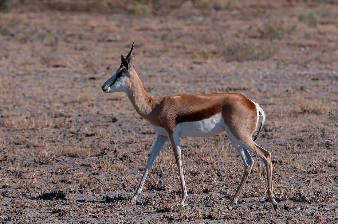 Porträt eines Springbocks, Antidorcas marsupialis, beim Gehen. Zentral Kalahari Wildschutzgebiet, Botsuana.