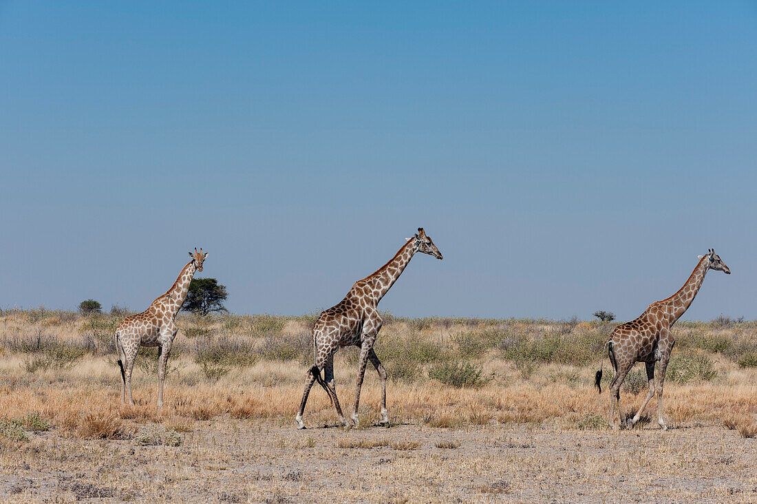 Südliche Giraffen, Giraffa camelopardalis, wandern in einer trockenen Landschaft. Zentral Kalahari Wildschutzgebiet, Botsuana.