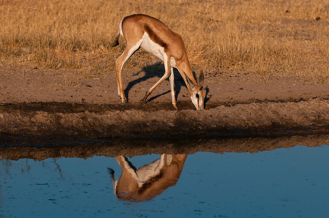 Ein Springbock, Antidorcas marsupialis, trinkt an einem Wasserloch und wirft ein Spiegelbild. Zentral Kalahari Wildschutzgebiet, Botsuana.
