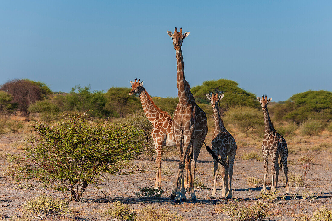 Eine Gruppe von Südlichen Giraffen, Giraffa camelopardalis, schaut in die Kamera. Zentral Kalahari Wildschutzgebiet, Botsuana.