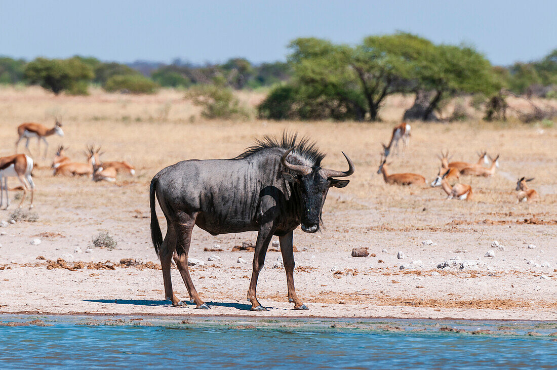 A blue wildebeest, Connochaetes taurinus, at a waterhole. Springboks, Antidorcas marsupialis, rest nearby. Nxai Pan National Park, Botswana.
