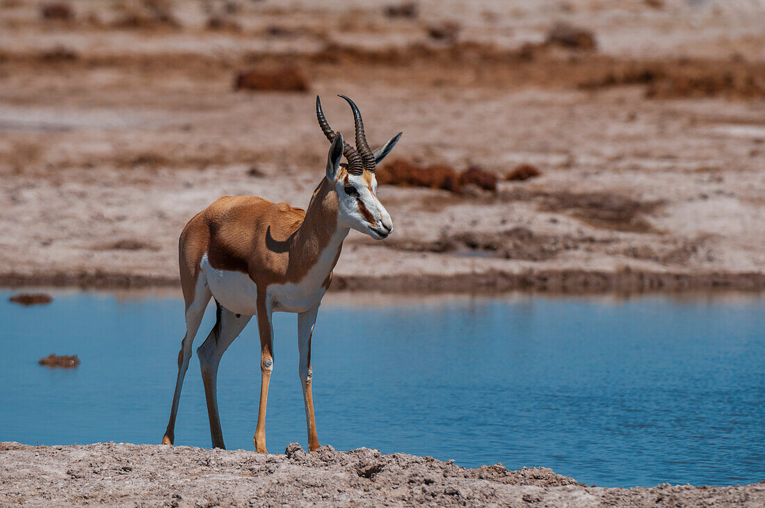 Porträt eines Springbocks, Antidorcas marsupialis, an einer Wasserstelle. Nxai-Pan-Nationalpark, Botsuana.