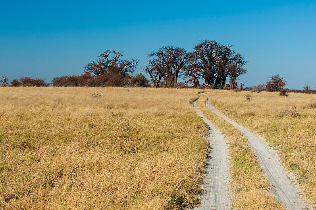 A sandy road leading to the Baines baobabs trees. This formation of baobab trees is also known as the Sleeping Sisters. Baines Baobabs, Kudiakam Pan, Nxai Pan National Park, Botswana.