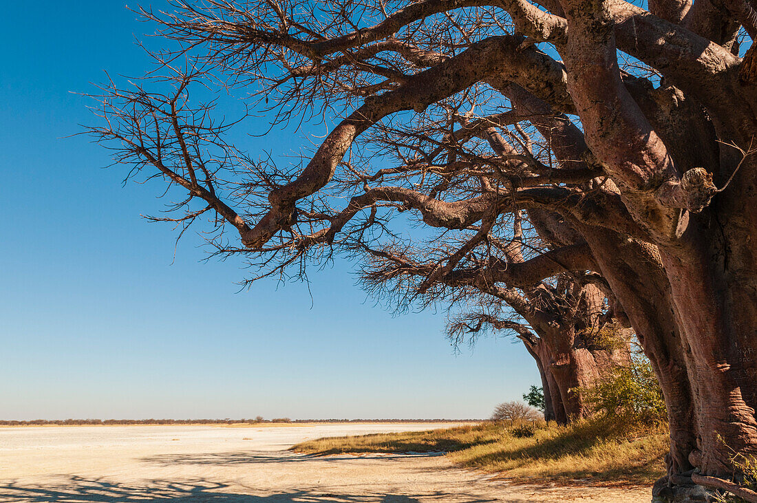 Die Baines Baobabs sind eine Ansammlung von 7 Baobab-Bäumen, Adansonia-Arten, eine ungewöhnliche Anordnung für diese Art. Sie sind auch als "Sleeping Sisters" bekannt. Kudiakam Pan, Nxai Pan National Park, Botswana.