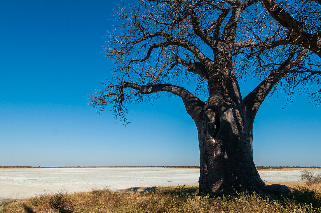 Ein hoch aufragender Affenbrotbaum, eine Adansonia-Art, am Rande einer Salzpfanne. Die Baines Baobabs sind eine Ansammlung von 7 Baobab-Bäumen. Sie sind auch als "Sleeping Sisters" bekannt. Kudiakam Pan, Nxai Pan National Park, Botswana.