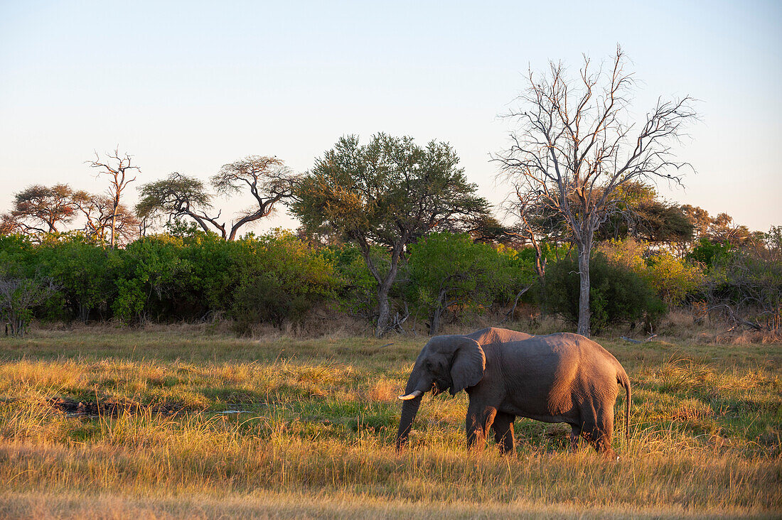 Ein afrikanischer Elefant, Loxodonta africana, im warmen Sonnenlicht. Khwai-Konzessionsgebiet, Okavango-Delta, Botsuana.