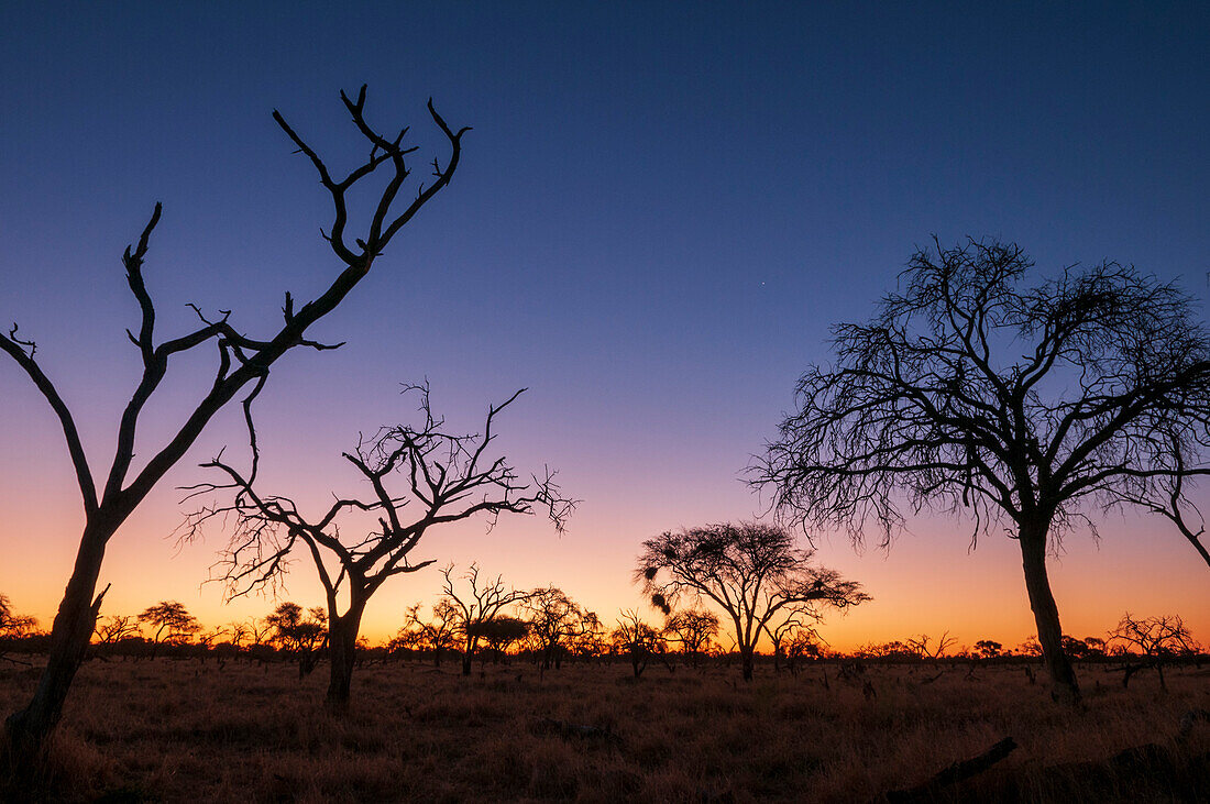 Silhouettierte Bäume und eine Okavango-Delta-Landschaft bei Sonnenuntergang. Khwai-Konzessionsgebiet, Okavango-Delta, Botsuana.