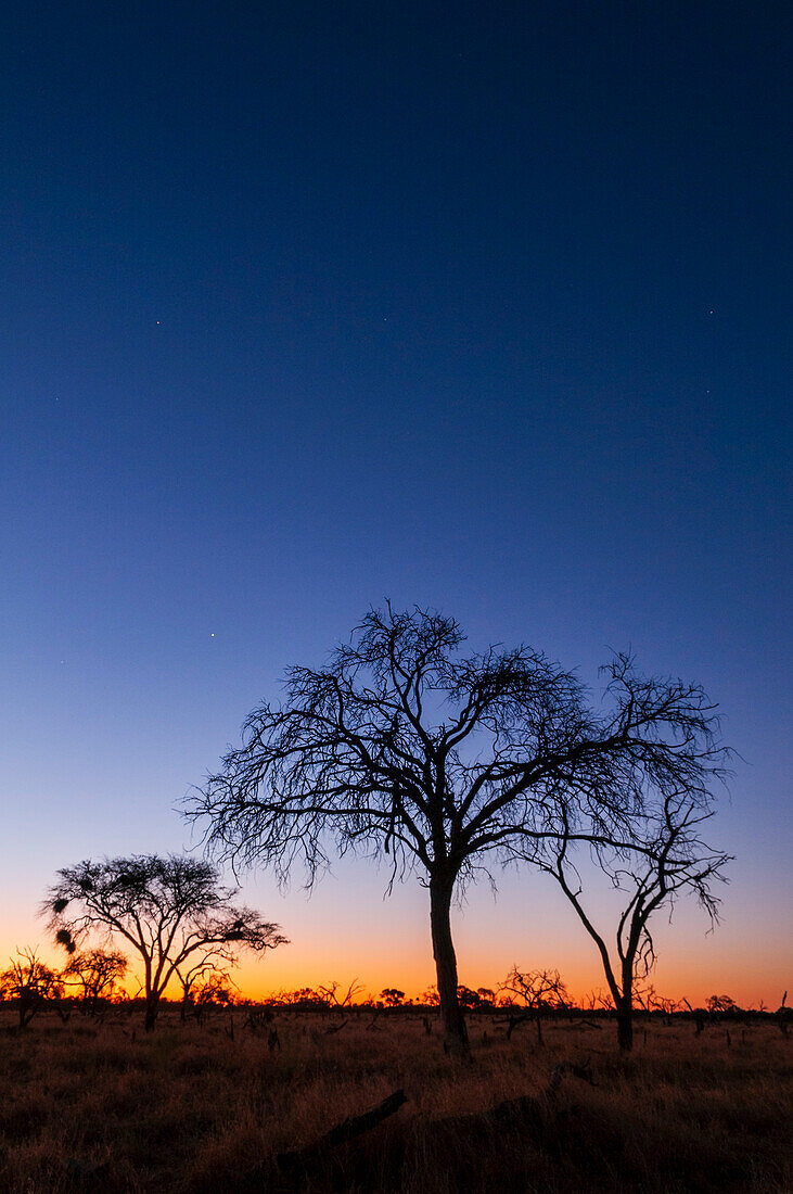 Silhouettierte Bäume und eine Okavango-Delta-Landschaft bei Sonnenuntergang. Khwai-Konzessionsgebiet, Okavango-Delta, Botsuana.