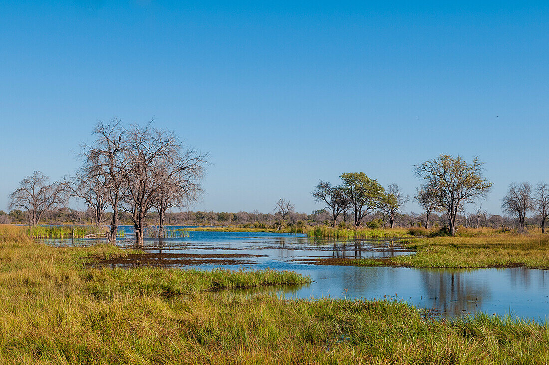 Blick auf den Khwai-Fluss und eine Landschaft im Okavango-Delta. Khwai-Fluss, Khwai-Konzessionsgebiet, Okavango-Delta, Botsuana.