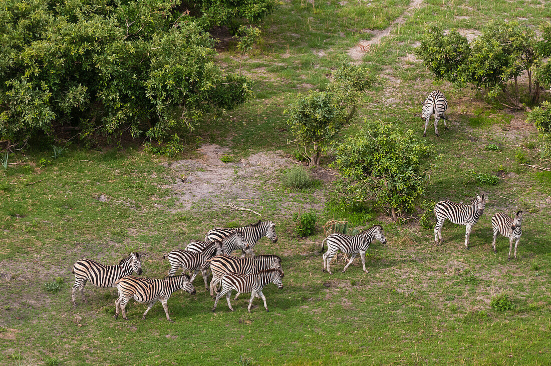 Aerial view of a herd of plains zebras, Equus burchellii. Okavango Delta, Botswana.