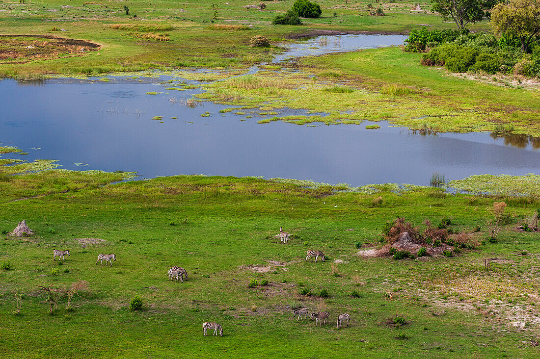 Luftaufnahme einer Herde von Steppenzebras, Equus burchellii, beim Grasen. Okavango-Delta, Botsuana.