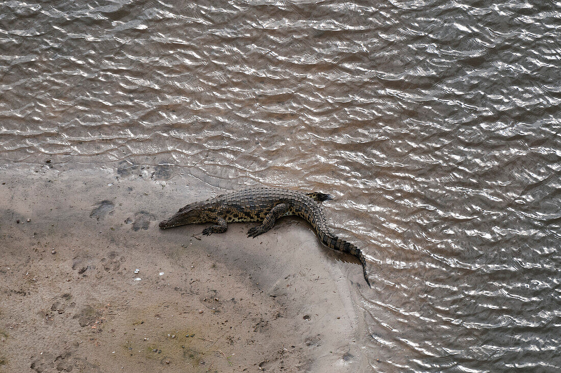 An aerial view of a Nile crocodile, Crocodylus niloticus, resting on a river bank near hippopotamus tracks in mud. Okavango Delta, Botswana.