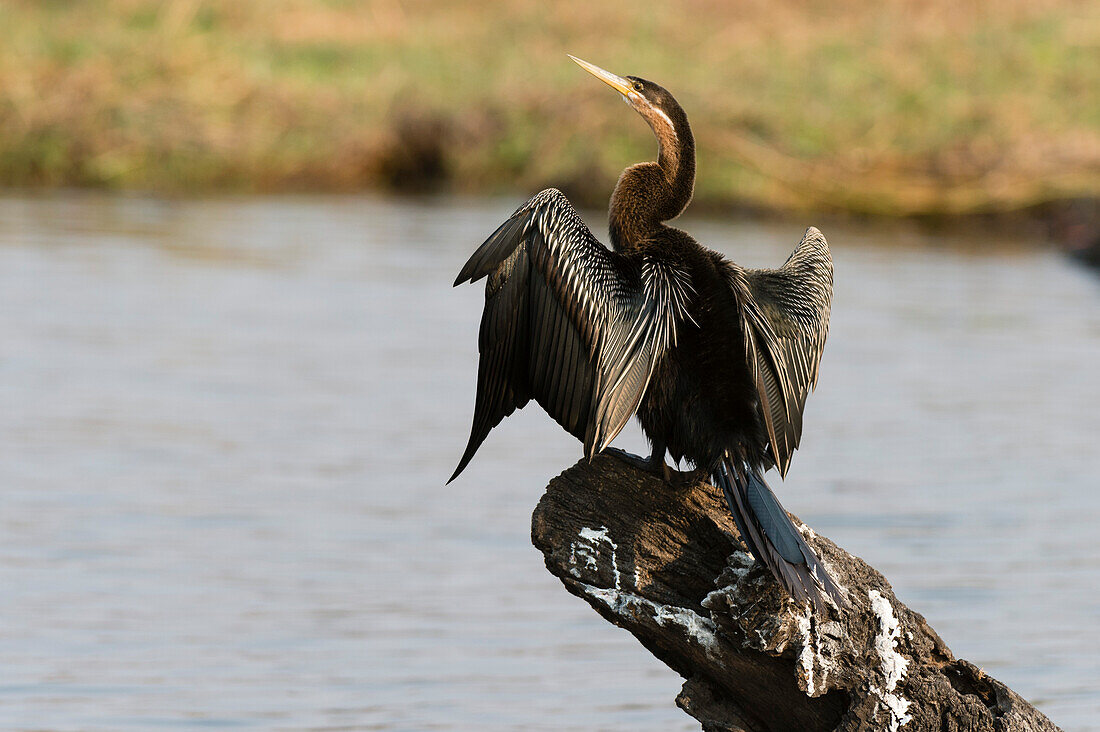 An African darter, Anhinga rufa, drying its wings by the water. Chobe National Park, Botswana.