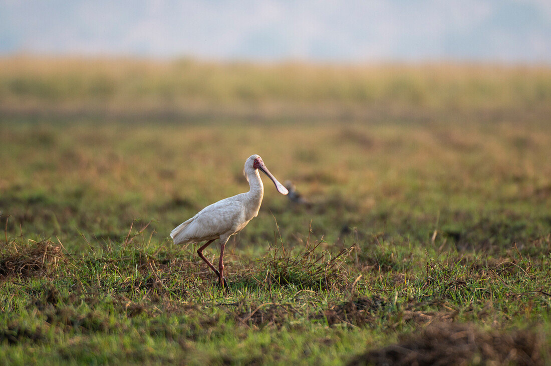 An African spoonbill, Platalea alba, walking on a grassy plain. Chobe National Park, Botswana.