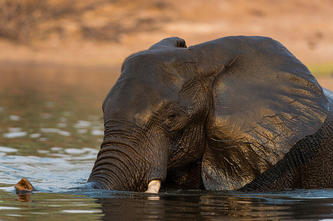 An African elephant, Loxodonta africana, crossing the Chobe River. Chobe River, Chobe National Park, Botswana.