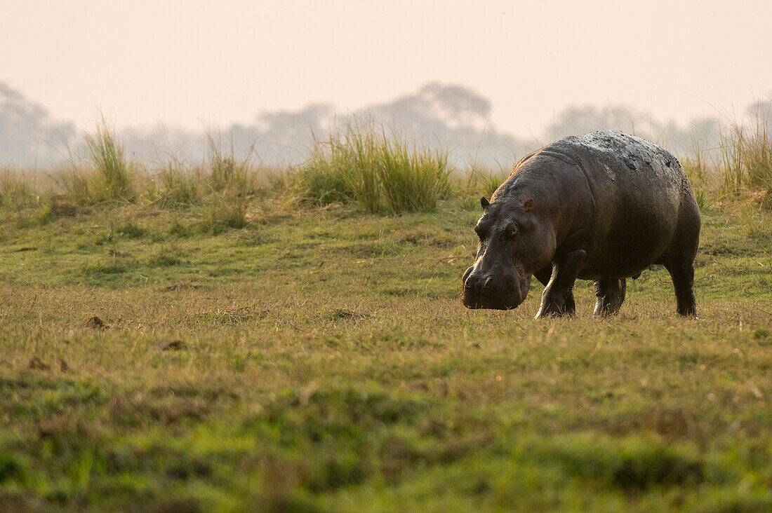 Portrait of a hippopotamus, Hippopotamus amphibius, walking. Chobe National Park, Botswana.