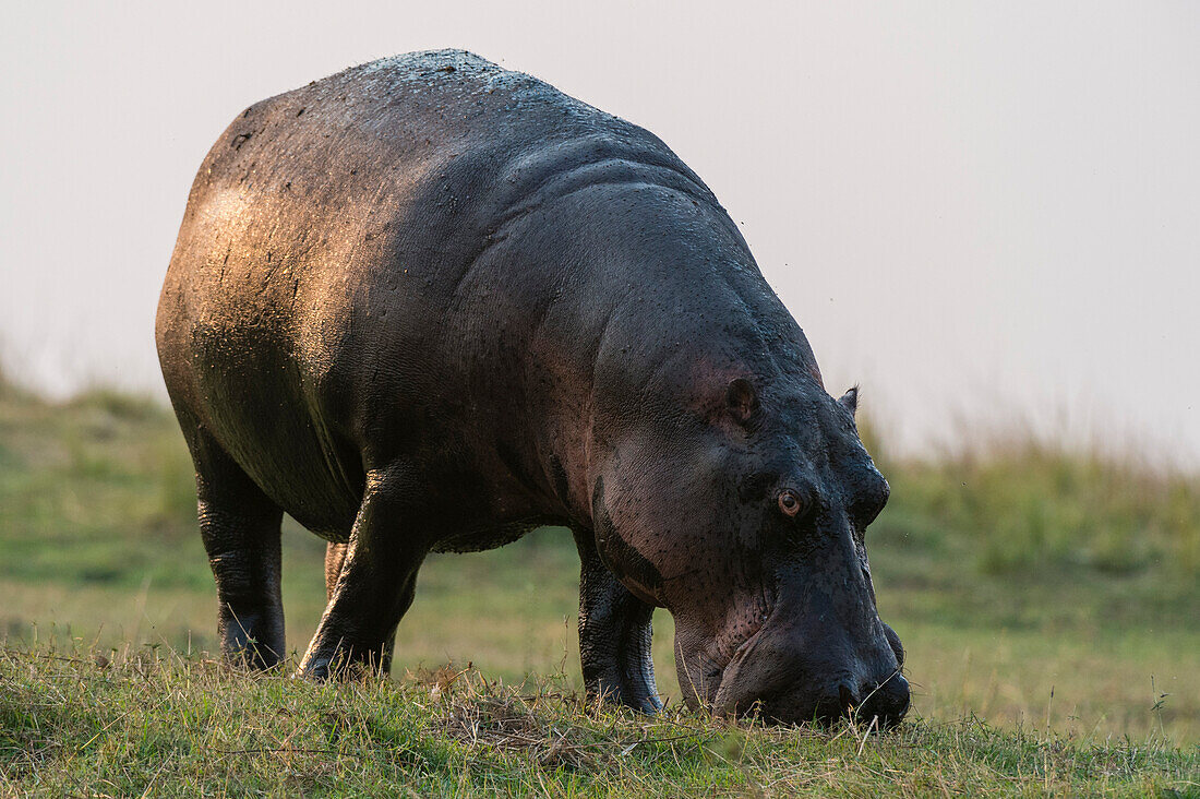 Porträt eines Flusspferdes, Hippopotamus amphibius, beim Grasen. Chobe-Nationalpark, Botsuana.