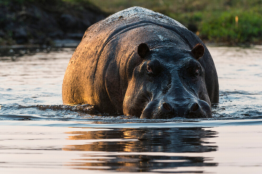 Porträt eines Nilpferds, Hippopotamus amphibius, das in einem Fluss watet. Chobe-Nationalpark, Botsuana.