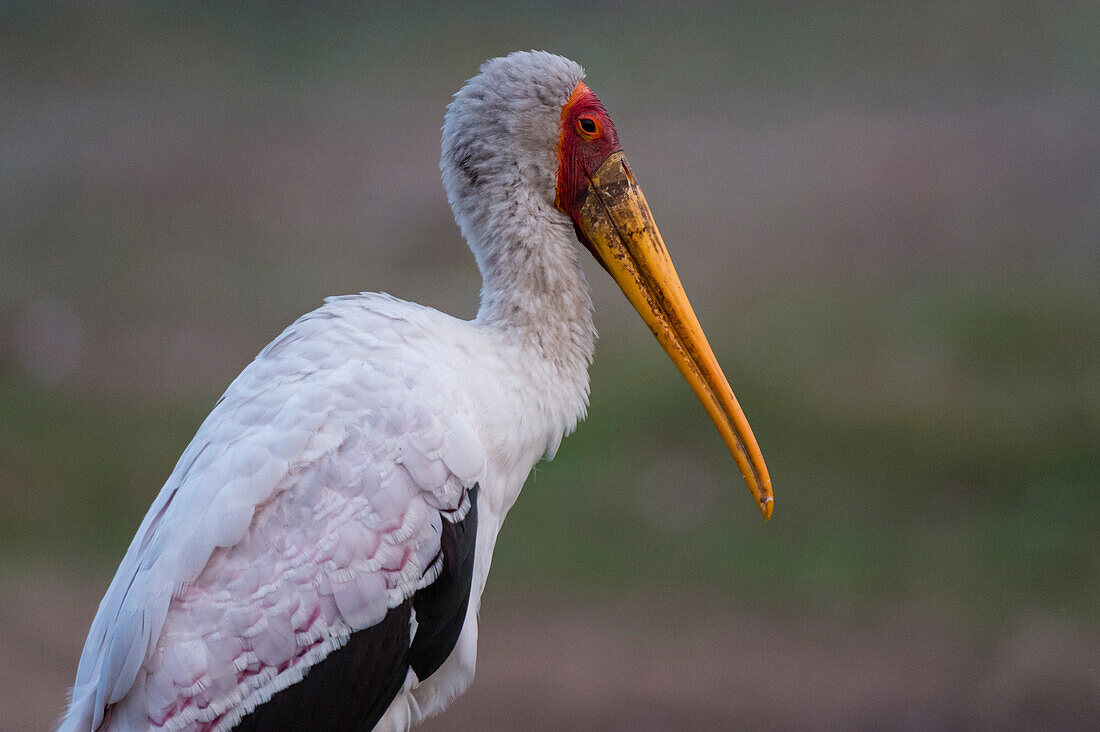 Close up portrait of a yellow-billed stork, Mycteria ibis. Chobe National Park, Botswana.