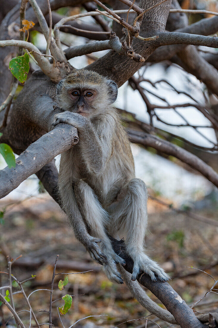 Porträt eines Vervet Monkey, Cercopithecus aethiops, auf einem Ast sitzend. Chobe-Nationalpark, Botsuana.
