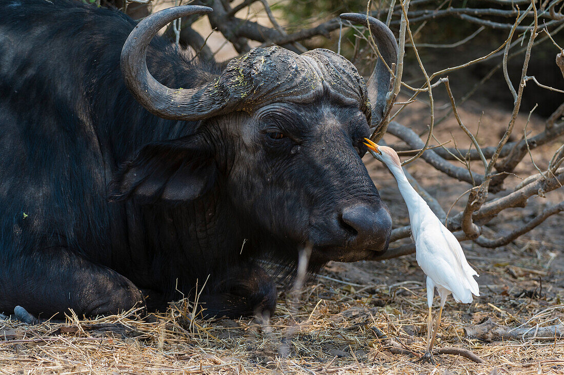 Ein westlicher Kuhreiher, Bubulcus ibis, pickt Insekten auf einem afrikanischen Büffel, Syncerus caffer, ab. Chobe-Nationalpark, Botsuana.