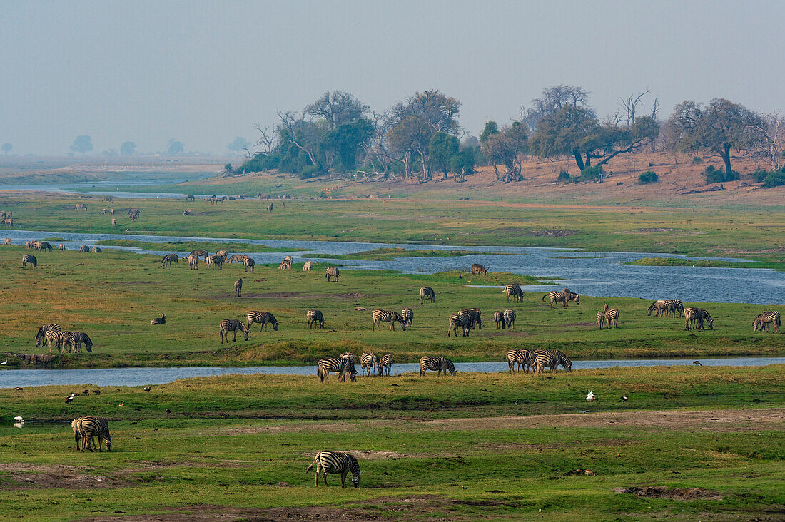 A large herd of Burchell's zebras, Equus burchelli, grazing along the banks of Chobe River. Chobe River, Chobe National Park, Botswana.