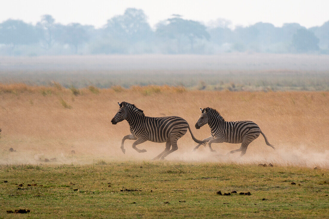Zwei Burchell's Zebras, Equus burchelli, beim Laufen. Chobe-Nationalpark, Botsuana.