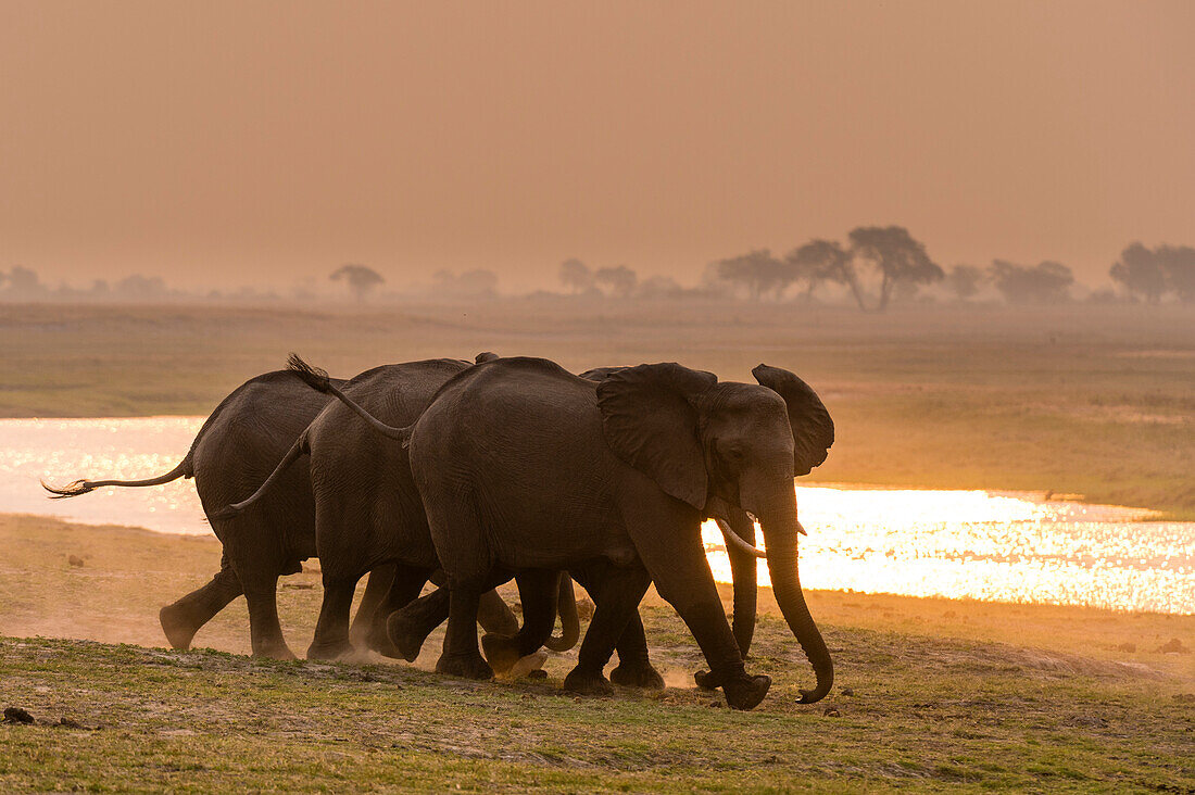 Three African elephants, Loxodonta africana, running toward the Chobe River at sunset. Chobe National Park, Botswana.