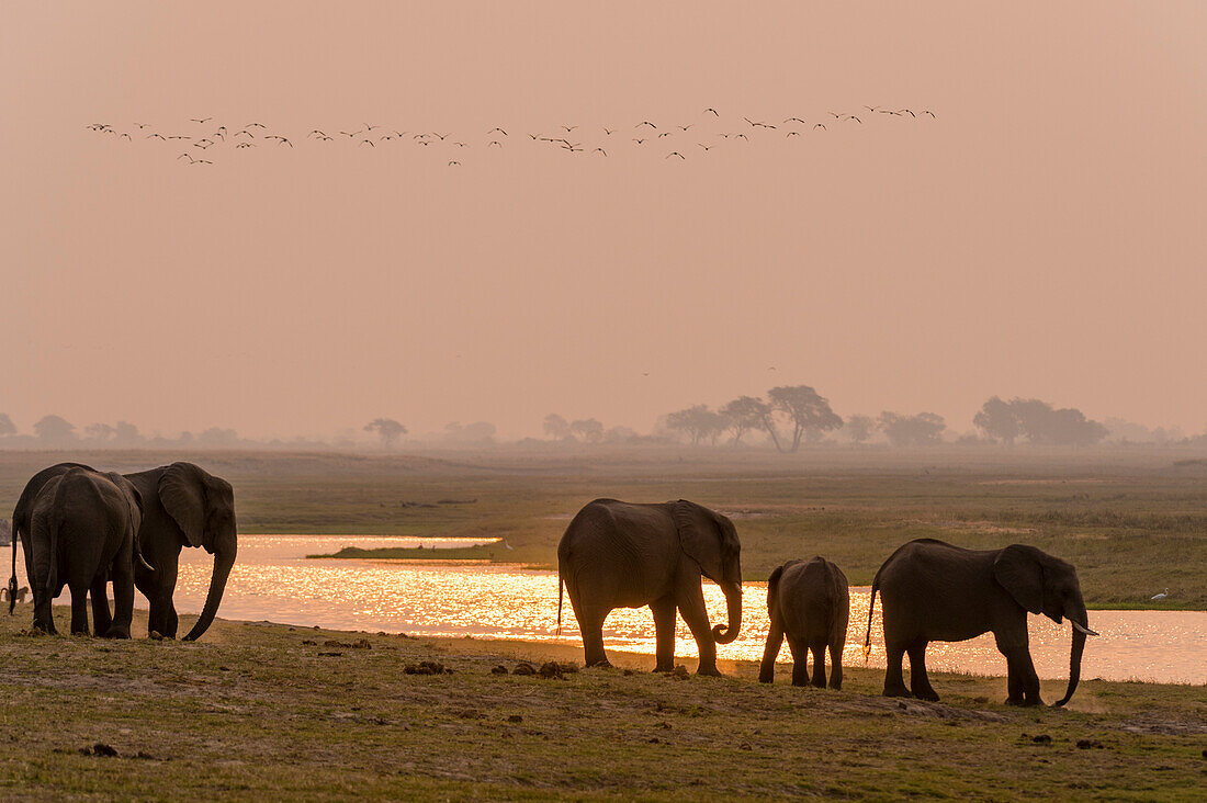 Eine Herde afrikanischer Elefanten, Loxodonta africana, am Ufer des Chobe-Flusses bei Sonnenuntergang. Chobe-Nationalpark, Botsuana.